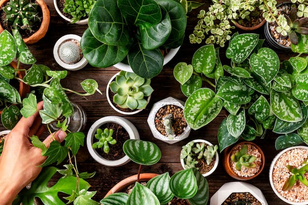 fondo-planta-interior-verde-amantes-plantas_53876-128849