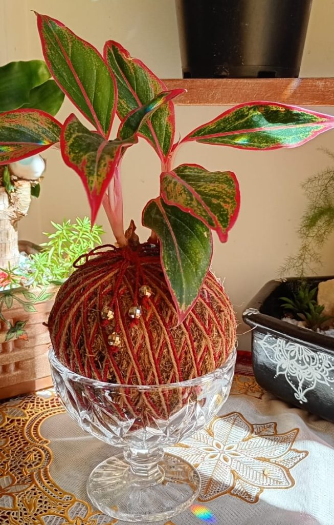 Kokedama Aglaonema Variegatta