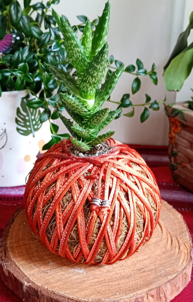 Kokedama Aloe Diente de Tigre